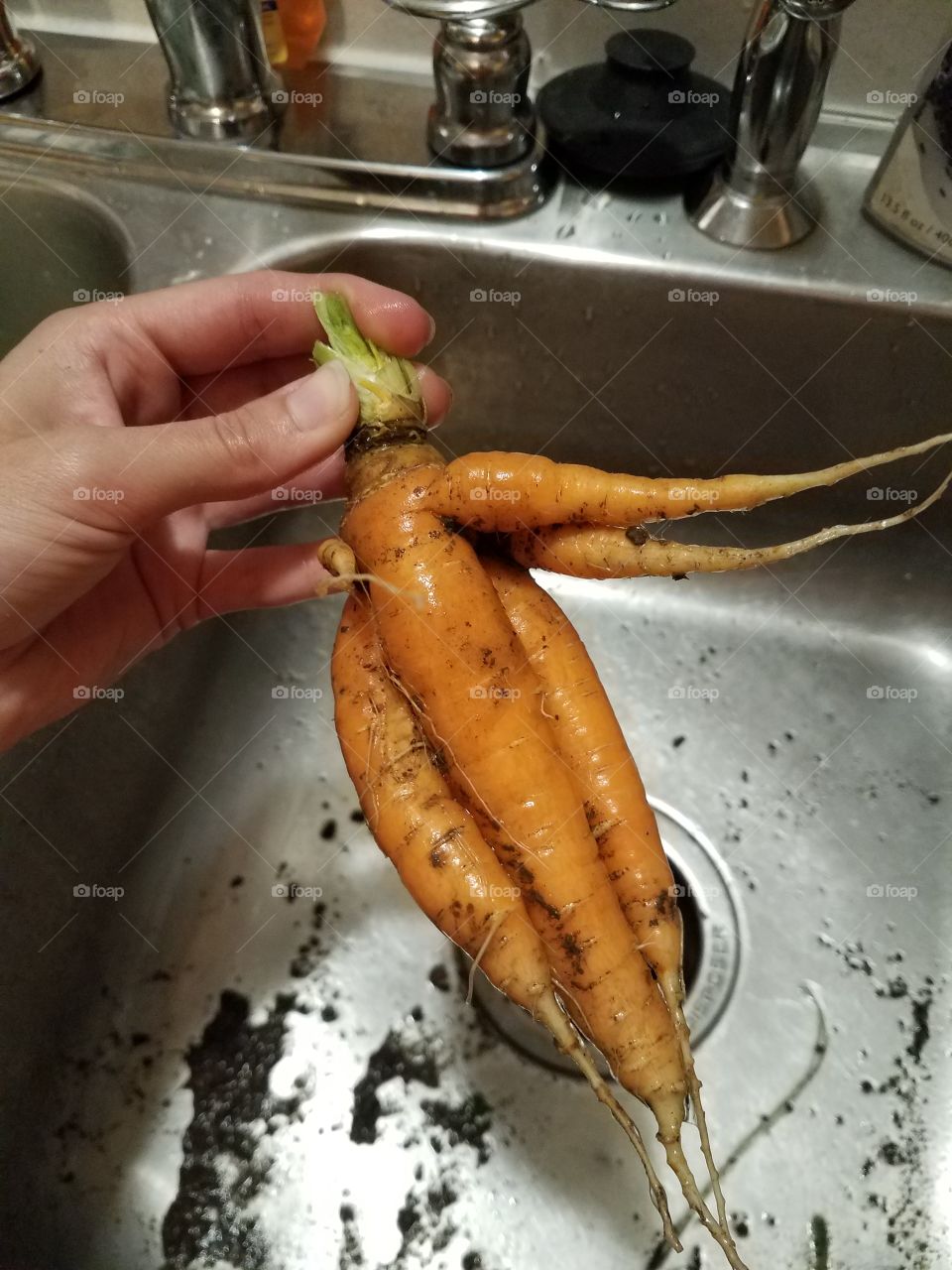 odd orange carrots
