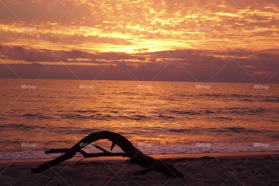 Driftwood on the beach highlighting a gorgeous golden sunset .