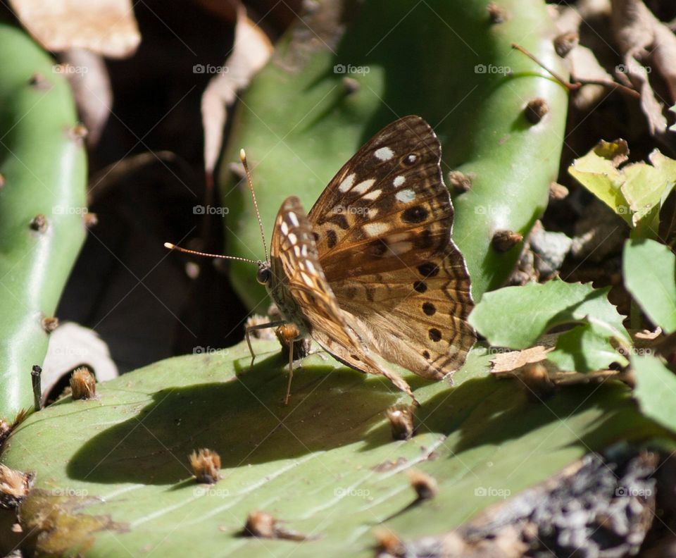 Speckled Wood Butterfly