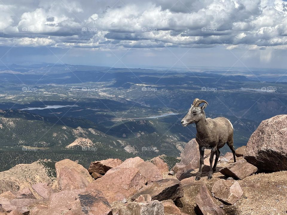 Bighorn sheep balancing on the rocks at the summit of Americas Mountain - pikes peak, Colorado. 