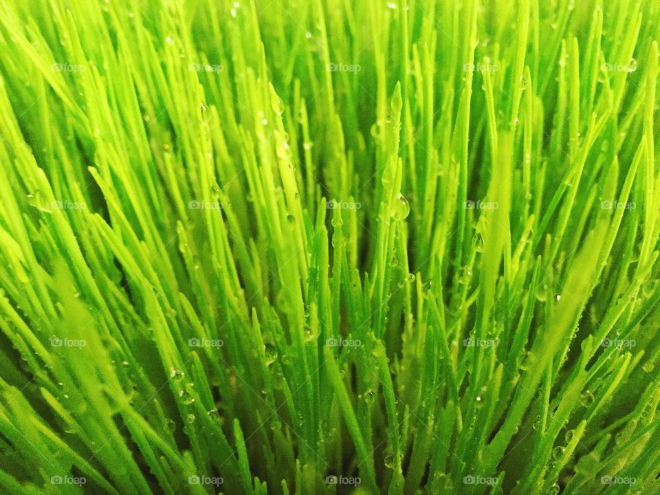 Wheatgrass