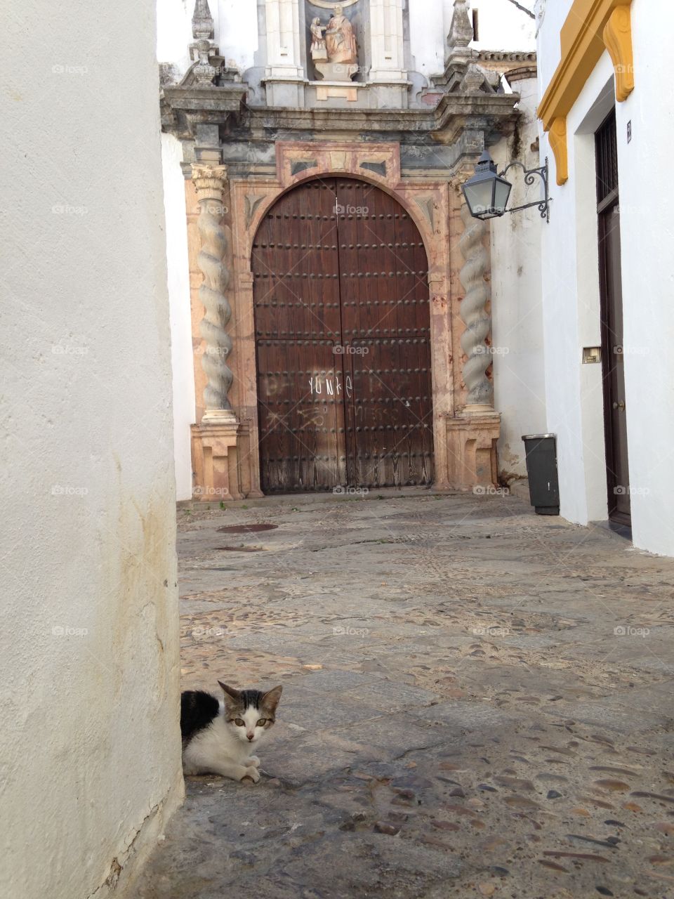 cat on the street