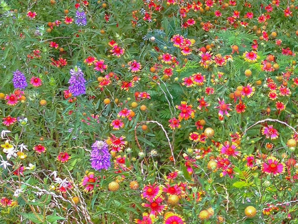 Prairie flowers