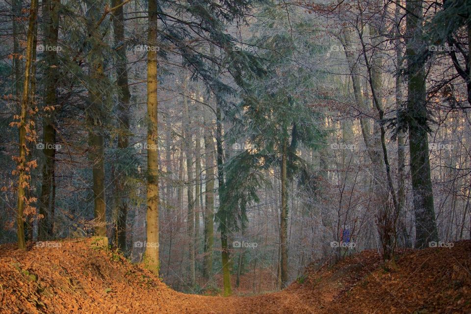 Frosty trees in the forest during winter