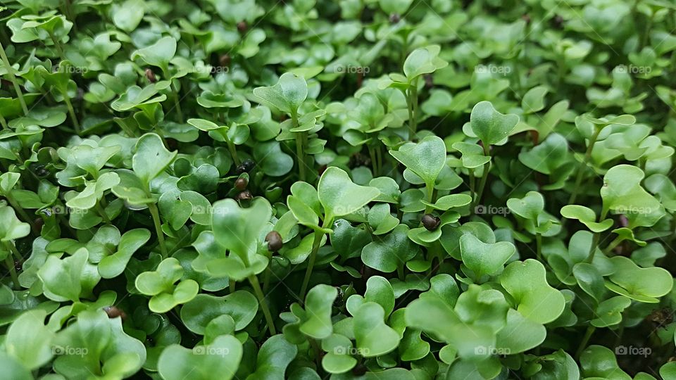 tray of green microgreens