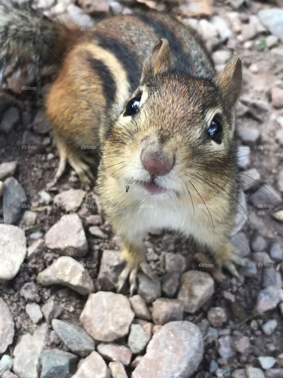 Chipmunk looking at the camera