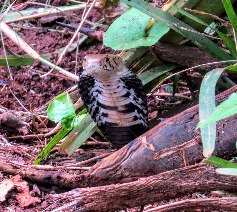 Nature, Wildlife, Bird, Wood, No Person