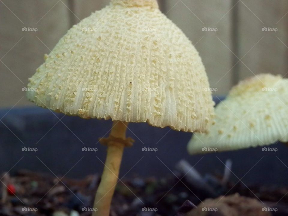 Toadstools