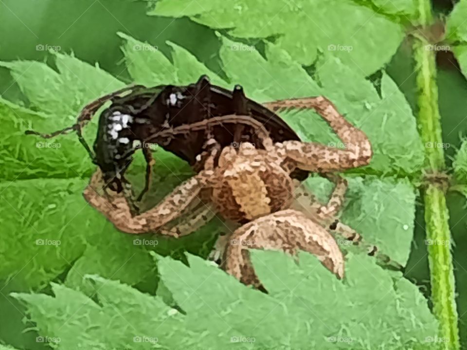 natural spider eat käfer