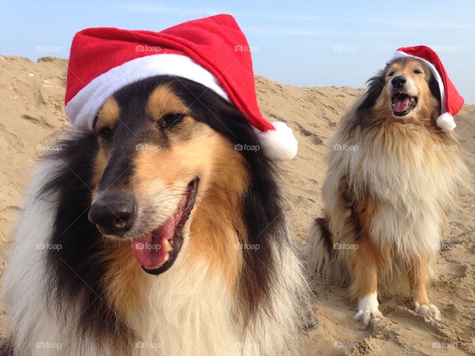 My collie dogs Lassie and Candy wearing a xmas hat, enjoying the autumn on the beach and celebrating the upcoming holidays waving hello