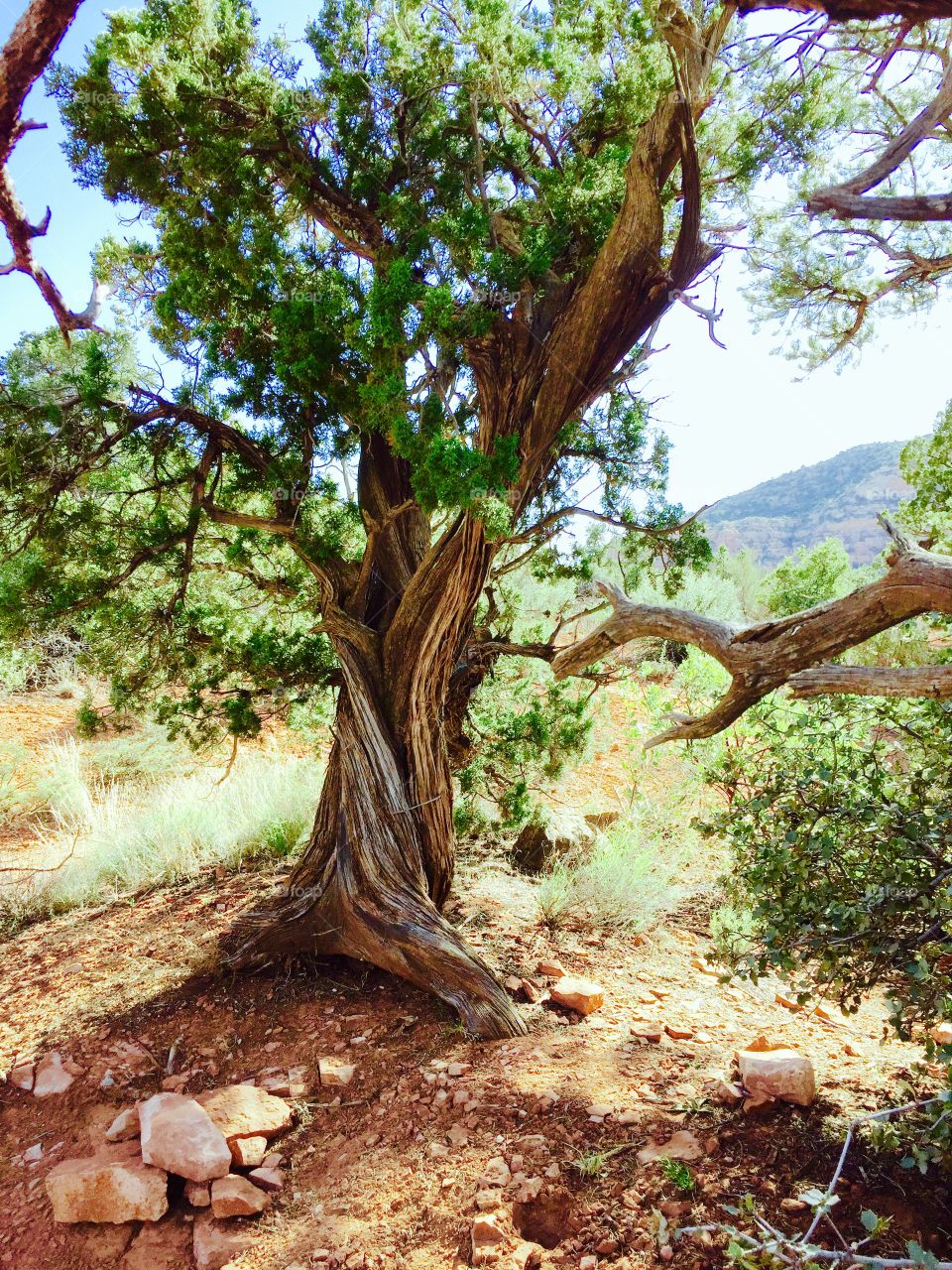 Twisting tree 