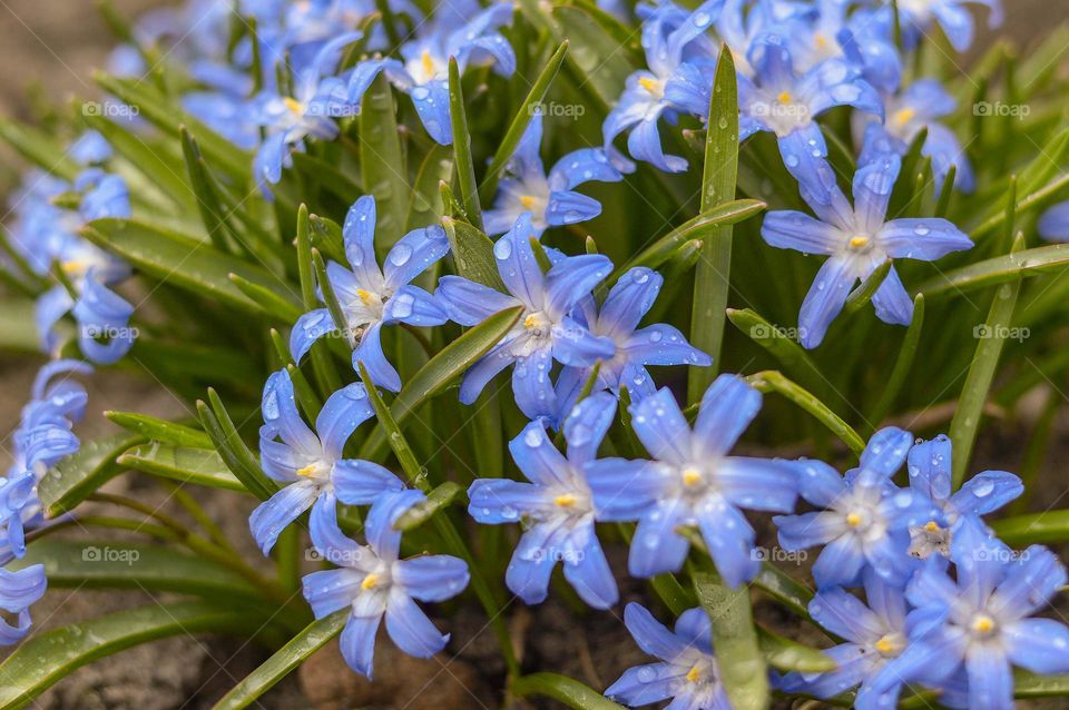 Flowers in the garden