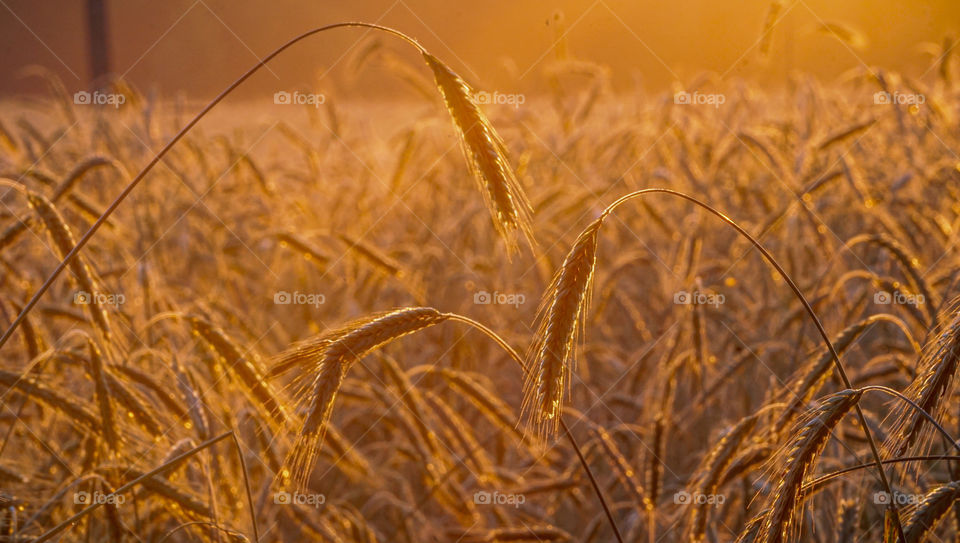 wheat field