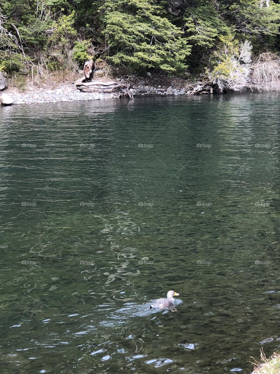 Arroyo Sur Río Pato Fría Bariloche Árboles