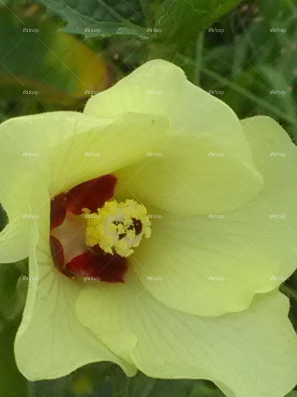 The beautiful yalo flower this flower's name is leady finger.