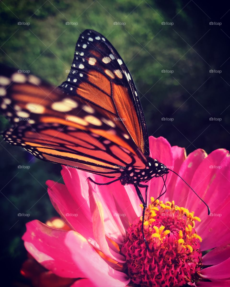 Save The Monarchs 
