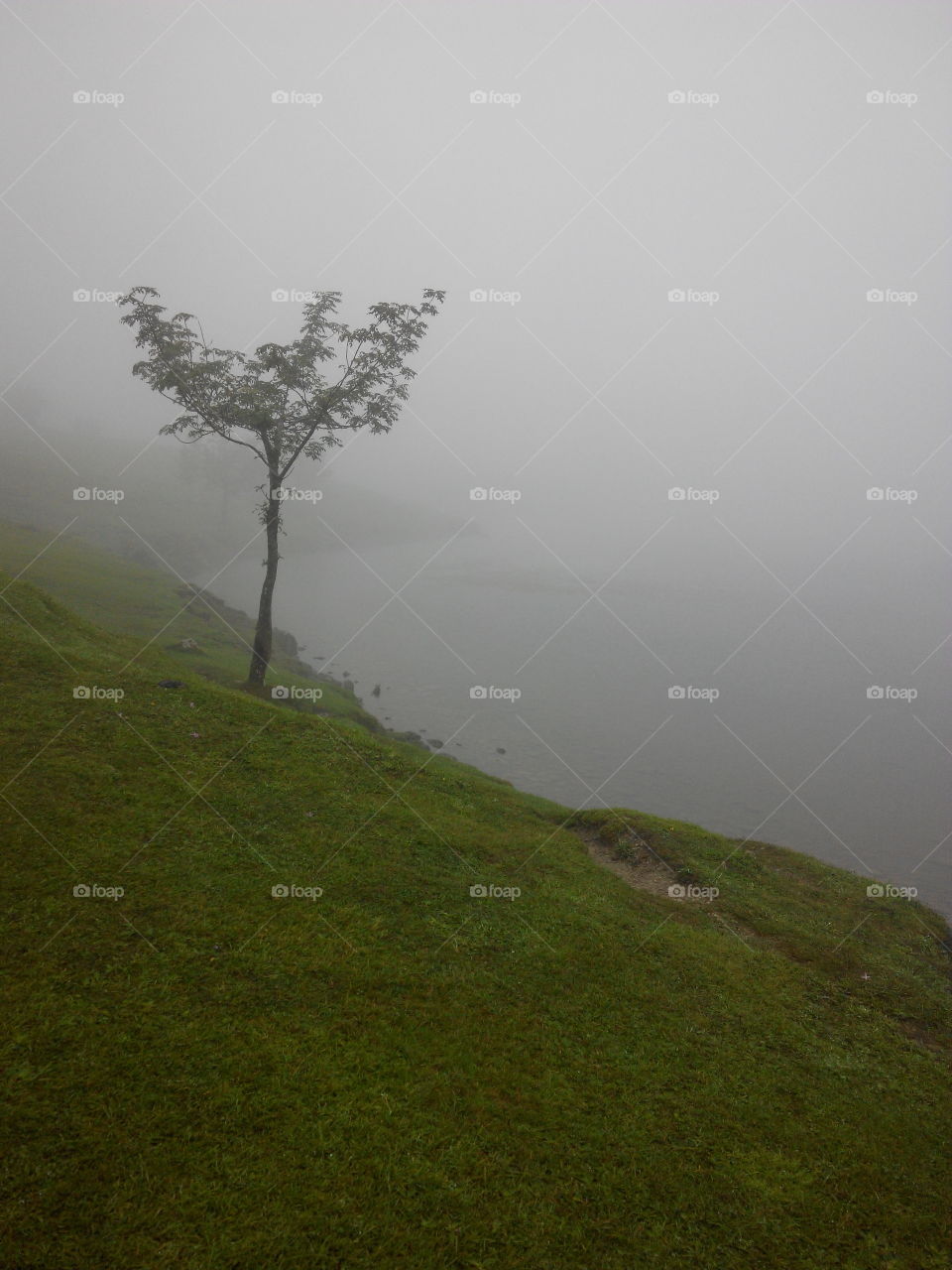 The tree of the lake in the mist. Photo taken at Lagos de Covadonga in Asturias(Spain)