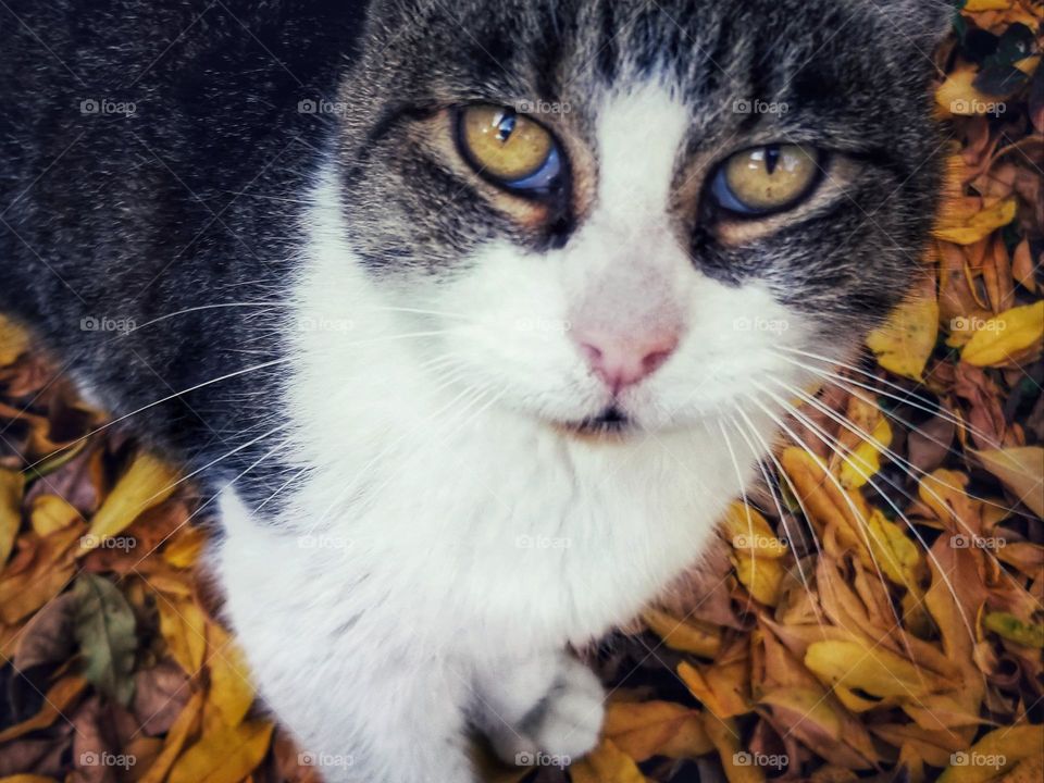 Yellow Eyed Cat in Yellow Fall Leaves