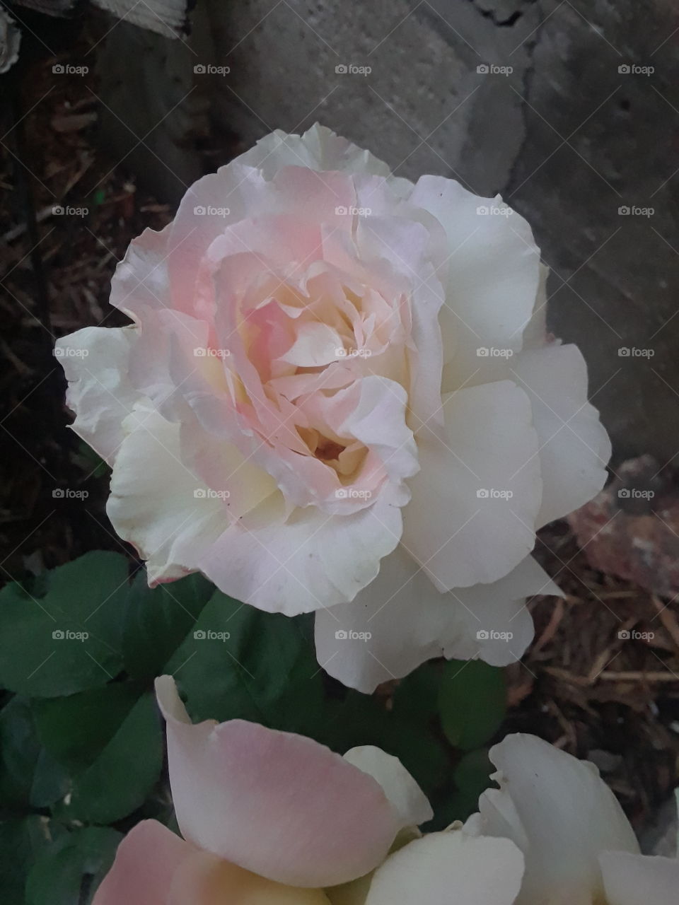 White rose with soft pink highlights