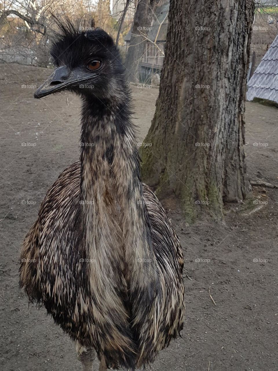 ostrich