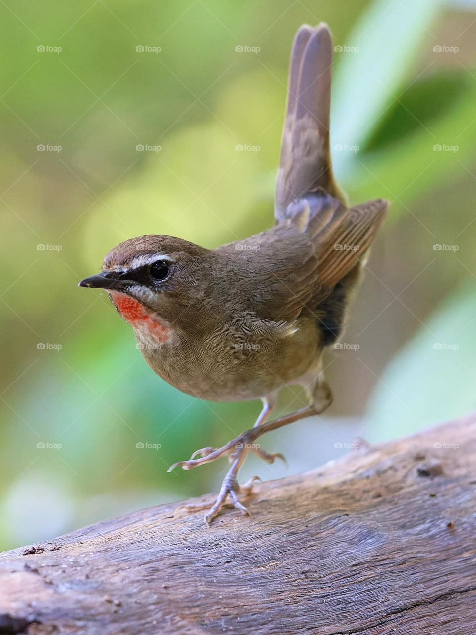 Beautiful and cute bird