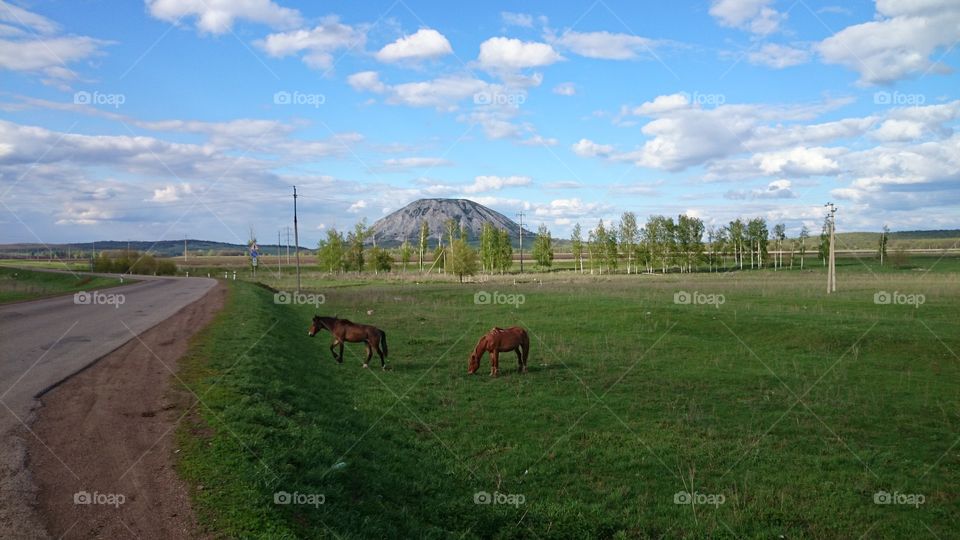 horse , mountain , road