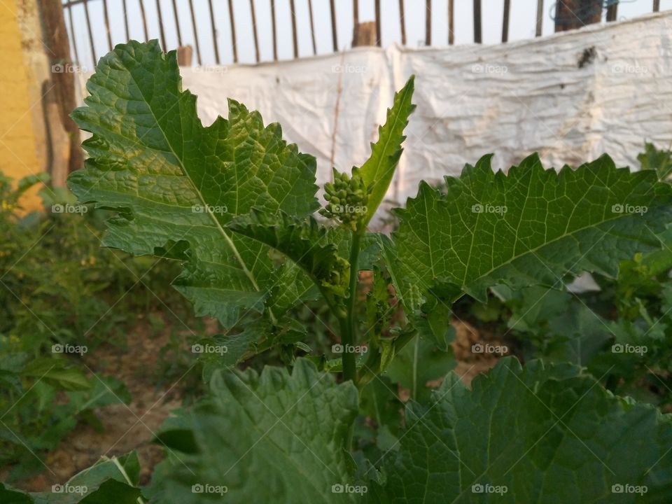 A beautiful scene of mustard leafs on the mustard plant.