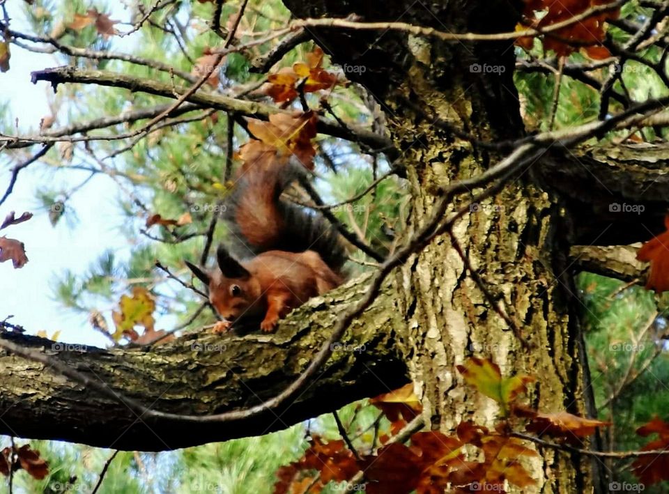 Squirrel in a tree