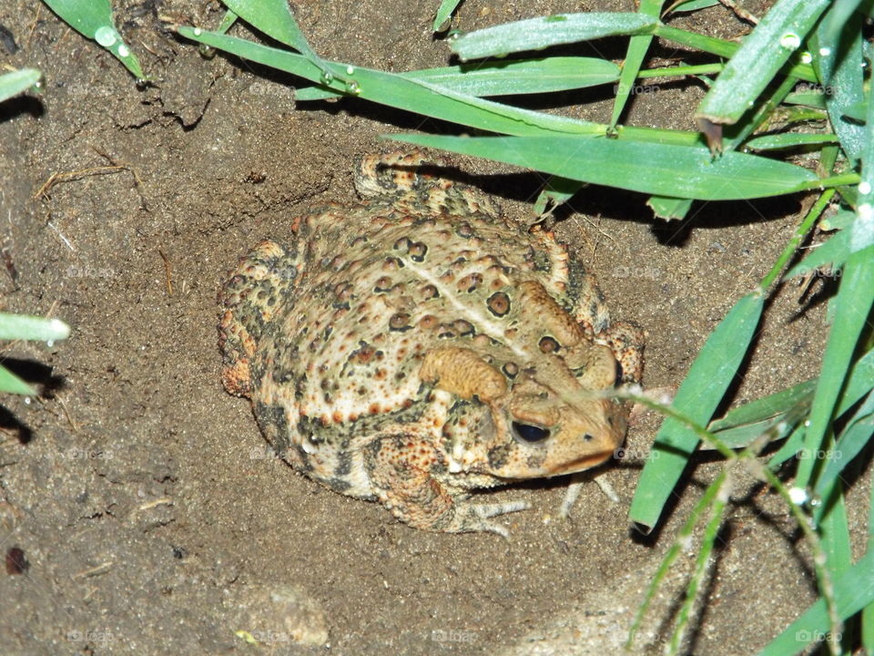 toad