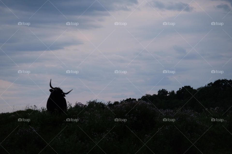 Highland Cow in the shadows, highland cow outlined, cows in the country, Canadian Highland Cow, outline of the countryside 