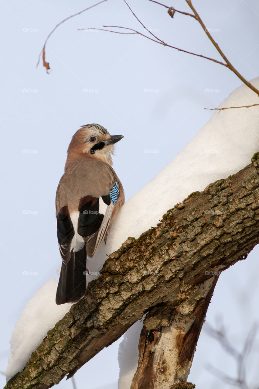 Portrait of a jay, perched on a thick branch covered with snow