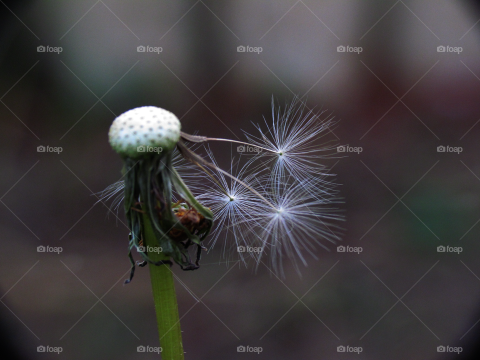 Dandelion