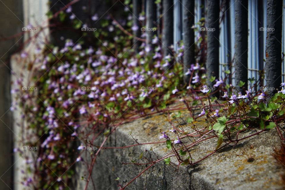 Close-up of a purple flowering  plant growing through a fence over a sandstone wall