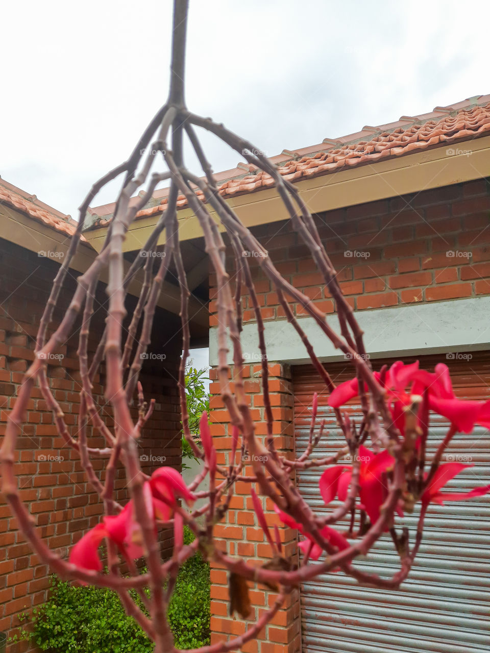 hanging flower bunch