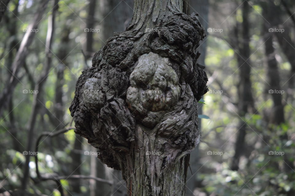 Face in the Tree