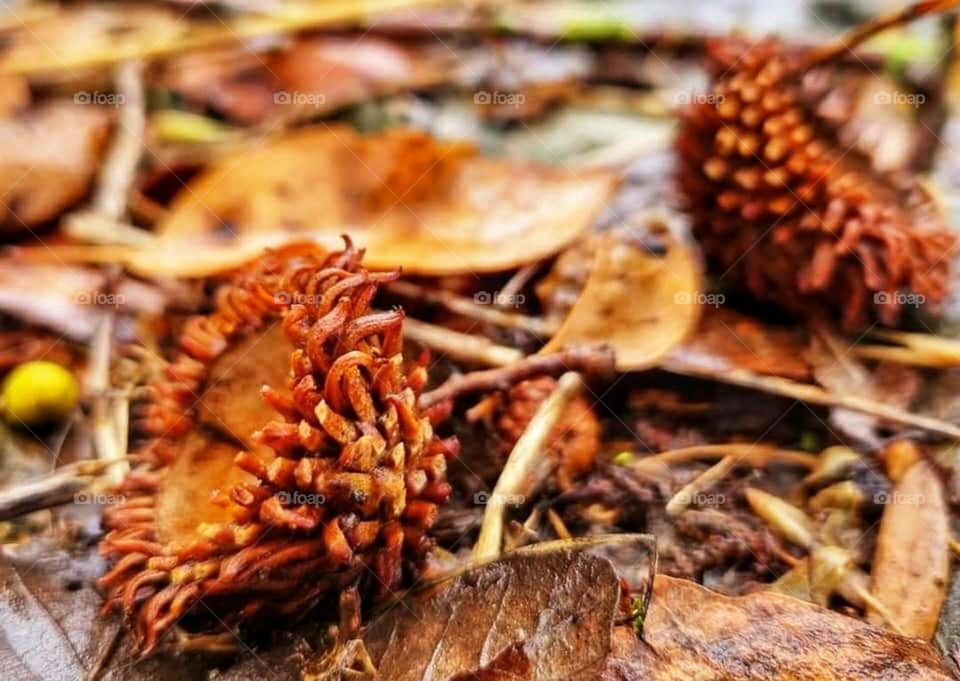 A trip in the beautiful winter nature