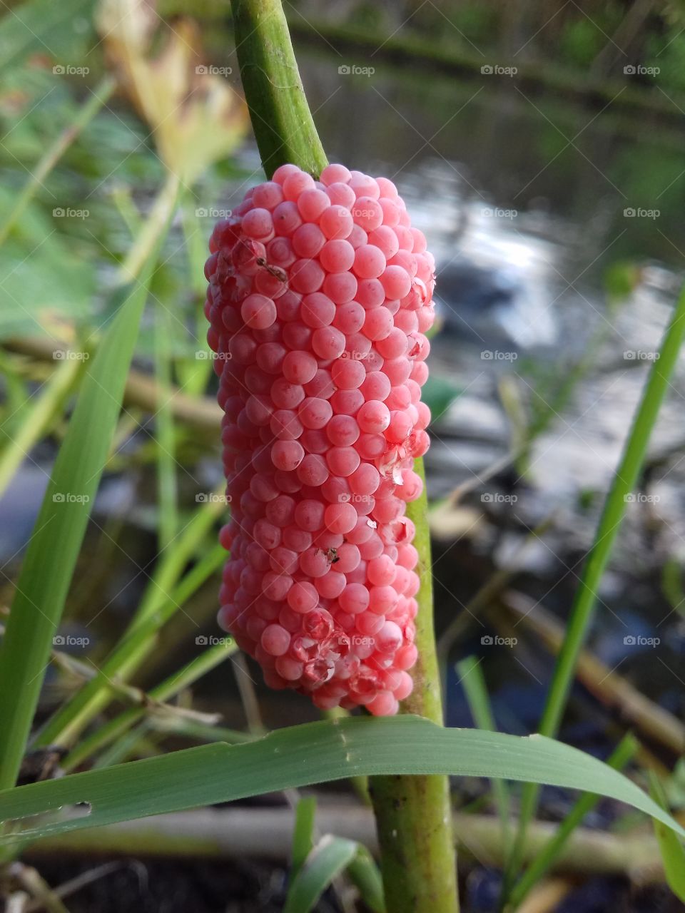 Snail Eggs