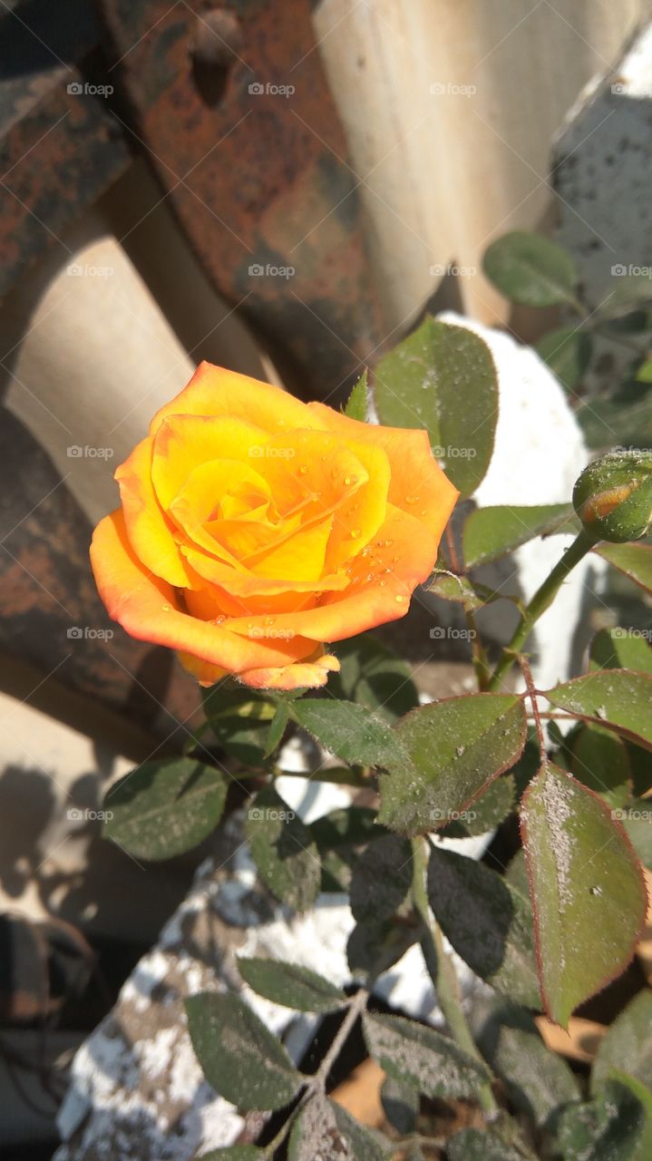 life is colourful rose