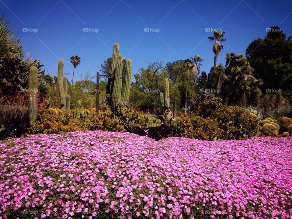 desert garden