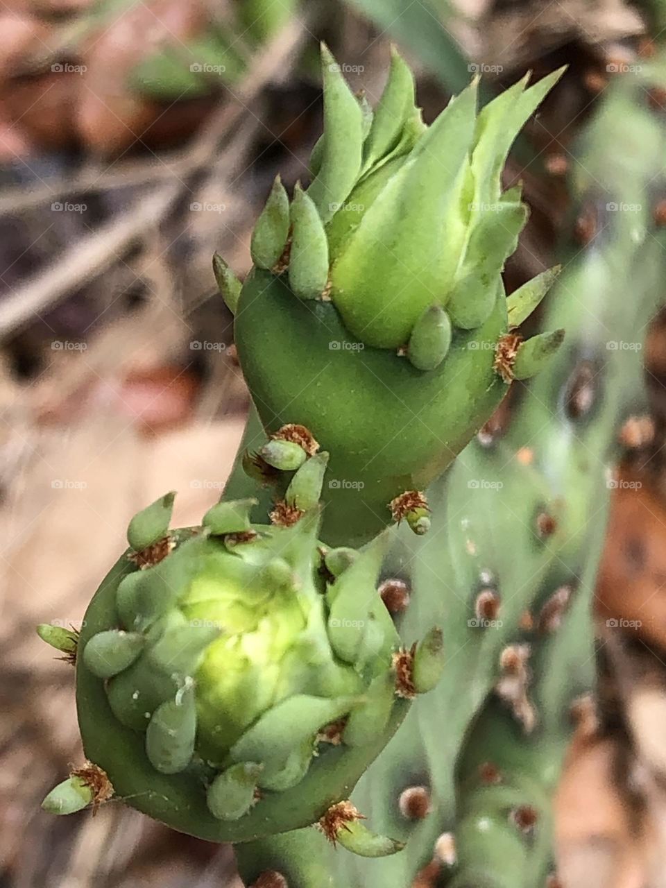 Closeup of the new sprouts growing on the cactus in my front yard - details!