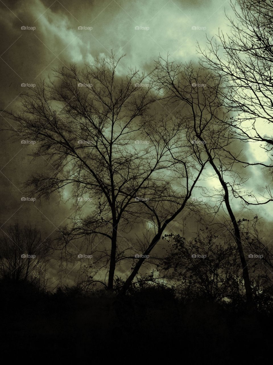 Trees against an eerie southern sky in White County,  central Arkansas during a December thunderstorm