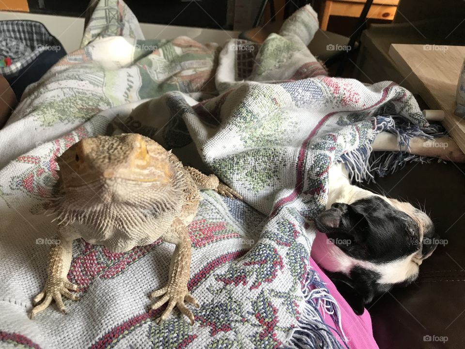 Its a chillaxin’ morn. Lounging in the lazy mom chair with two pups under the blankie and a max relax Bearded Dragon sipping cafe lattes from my own personal barista. Oh me drinking the lattes... not the dragon! 🐉