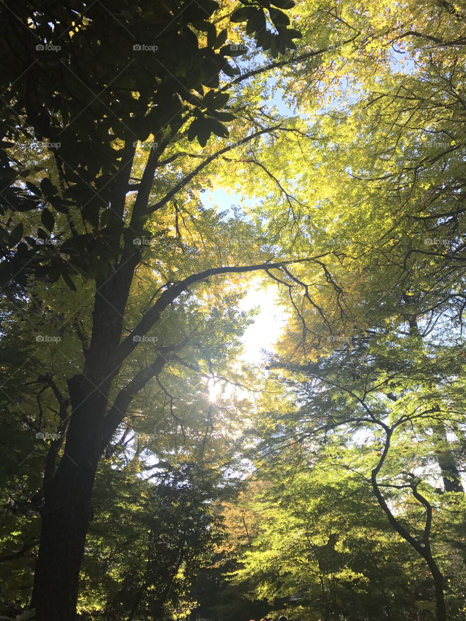 Sunshine through leaves