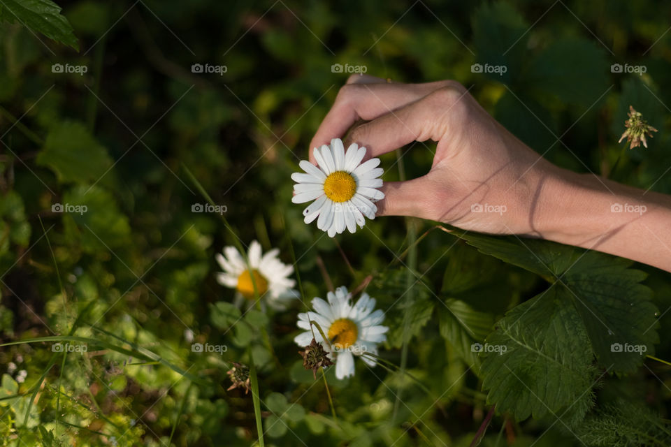 Chamomile