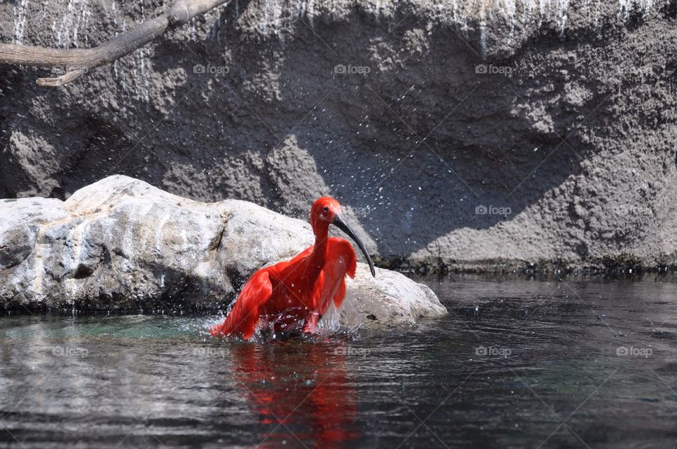 Bird is taking a shower