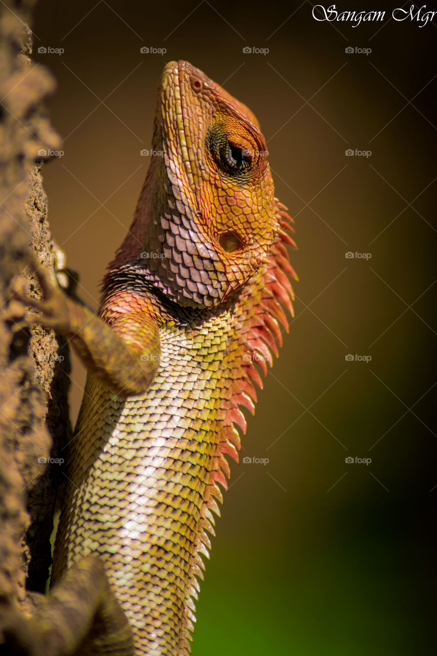 Lizard