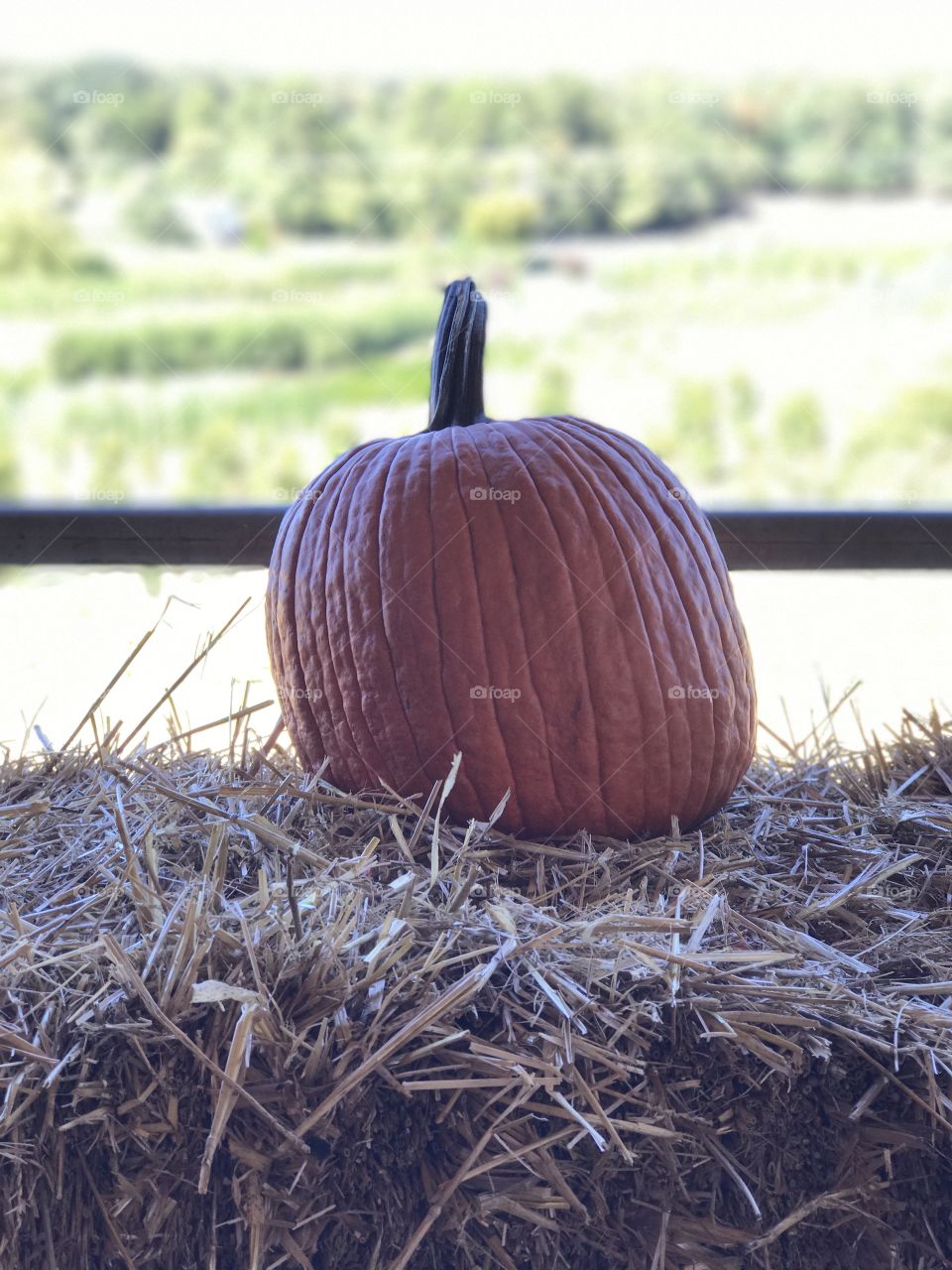 Pumpkin