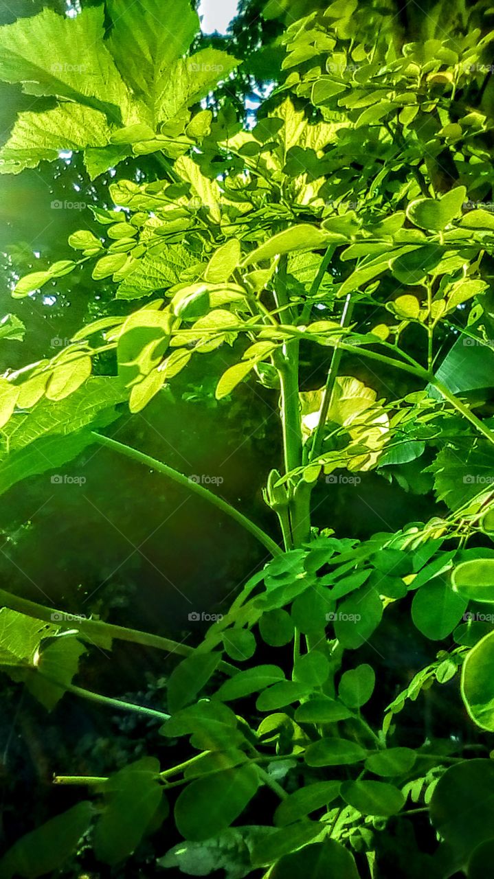 Fresh green vegetables plants. At my home in the province of Philippines.