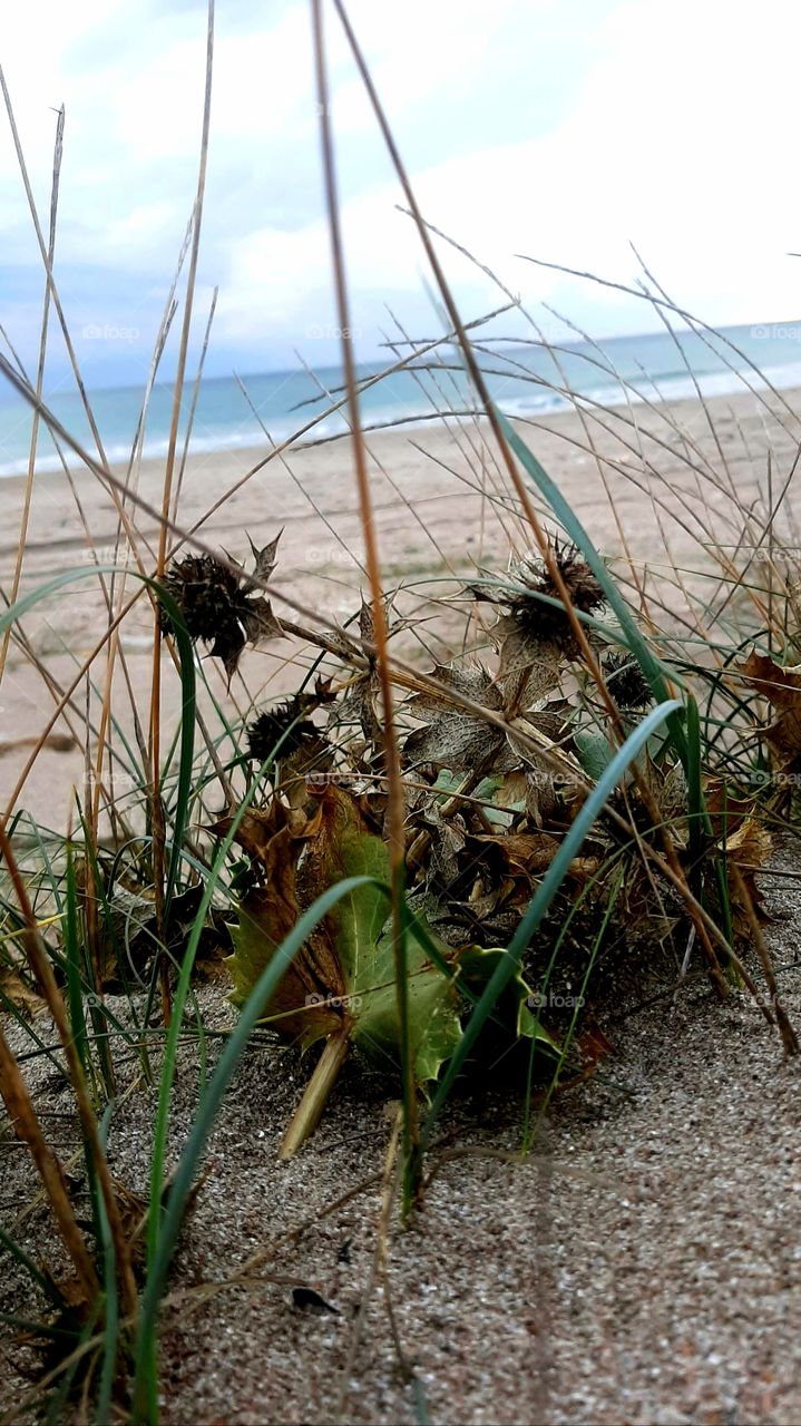 Sea grass