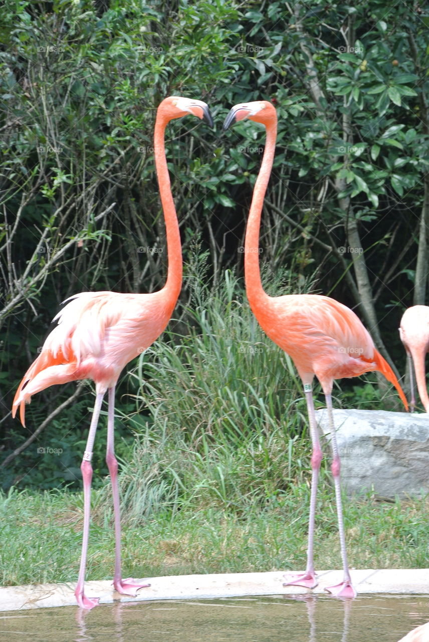 Two flamingos at the Nash zoo, Tennessee 